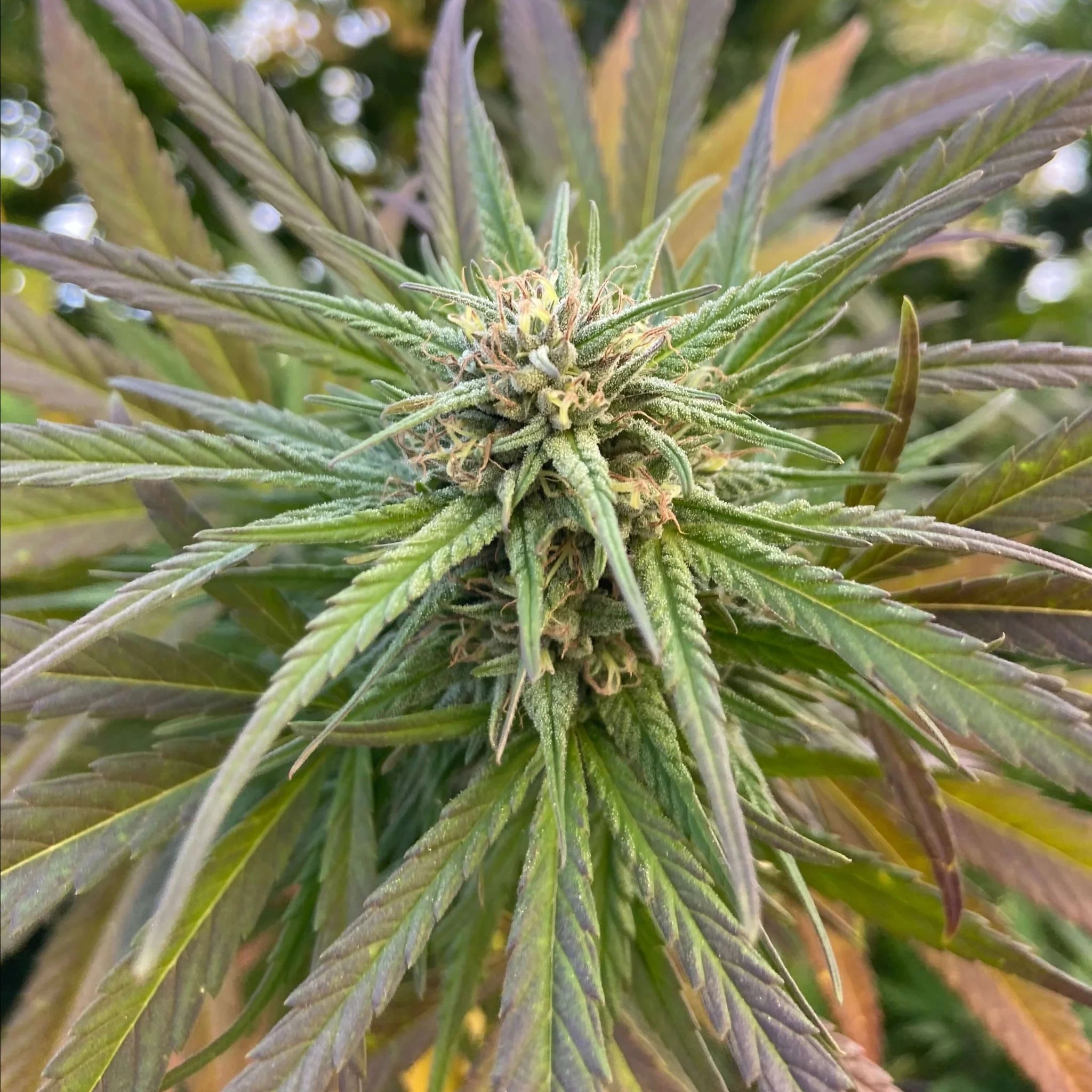 Irish Grapez CBD Feminized Seeds by Key to Life Supply Key To Life