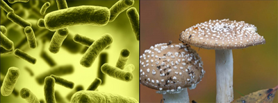 Soil Biology - Fungi Part I : Microbes vs Fungi