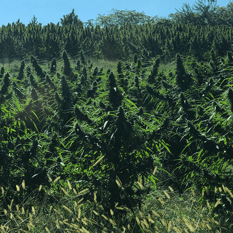 Auto Alpha CBD Autoflower Feminized Seeds