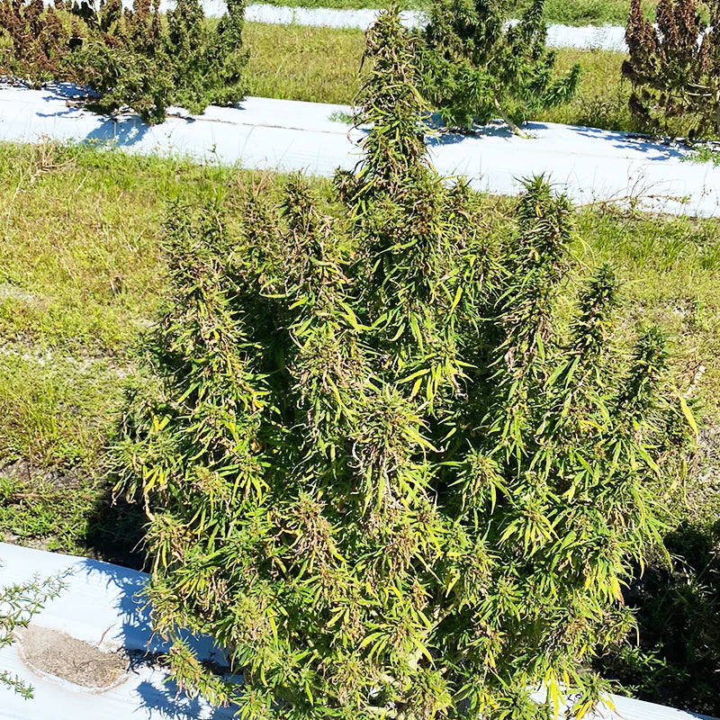 Auto Bot CBD Autoflower Feminized Seeds