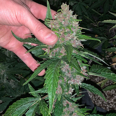 Auto Glu CBD Autoflower Feminized Seeds