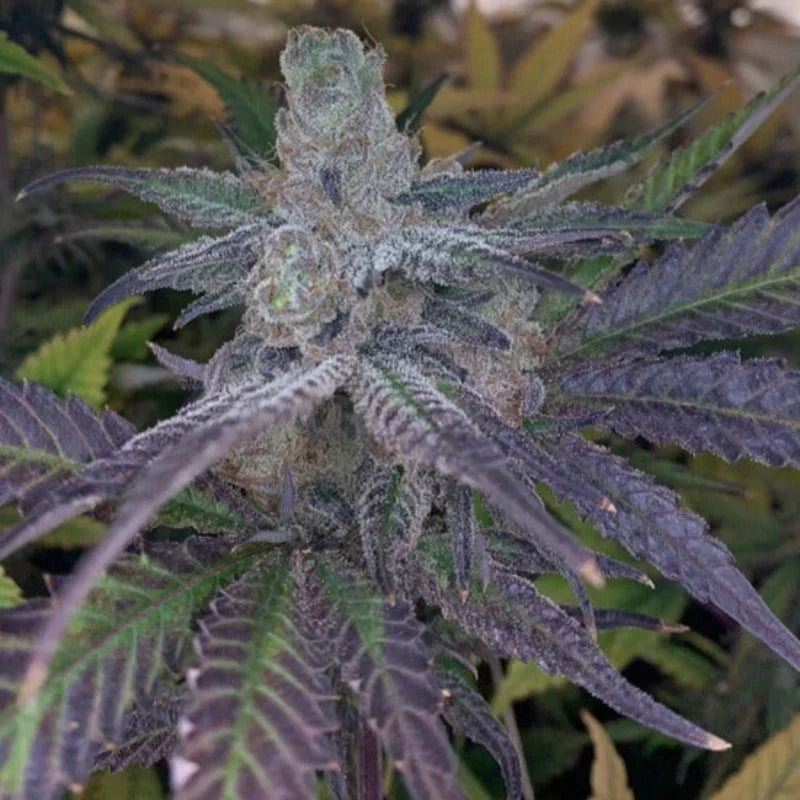 BBP S1 Feminized Cannabis Seeds