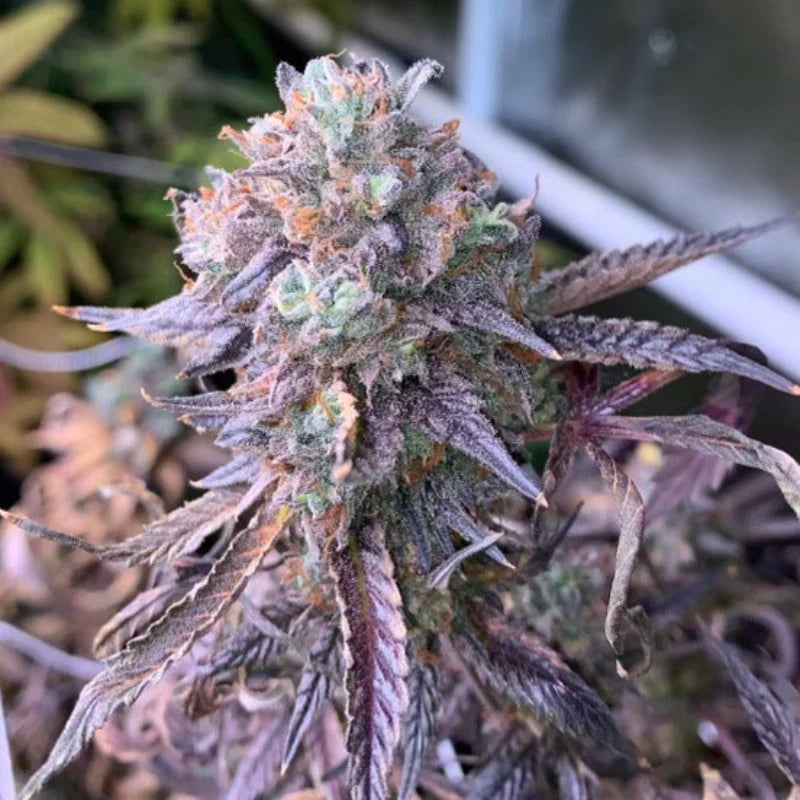 Blueberry Diamondz Feminized Cannabis Seeds