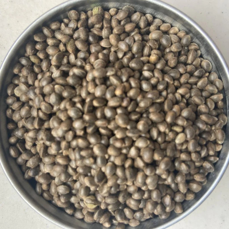 High C CBD Seeds Feminized Seeds