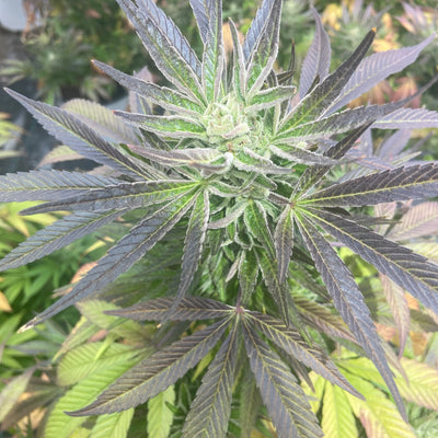Jam #5 CBD Feminized Seeds