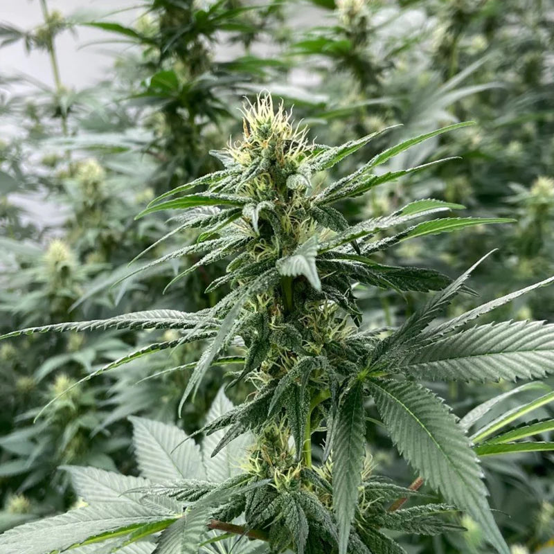 Orange Sunrise CBD Feminized Seeds