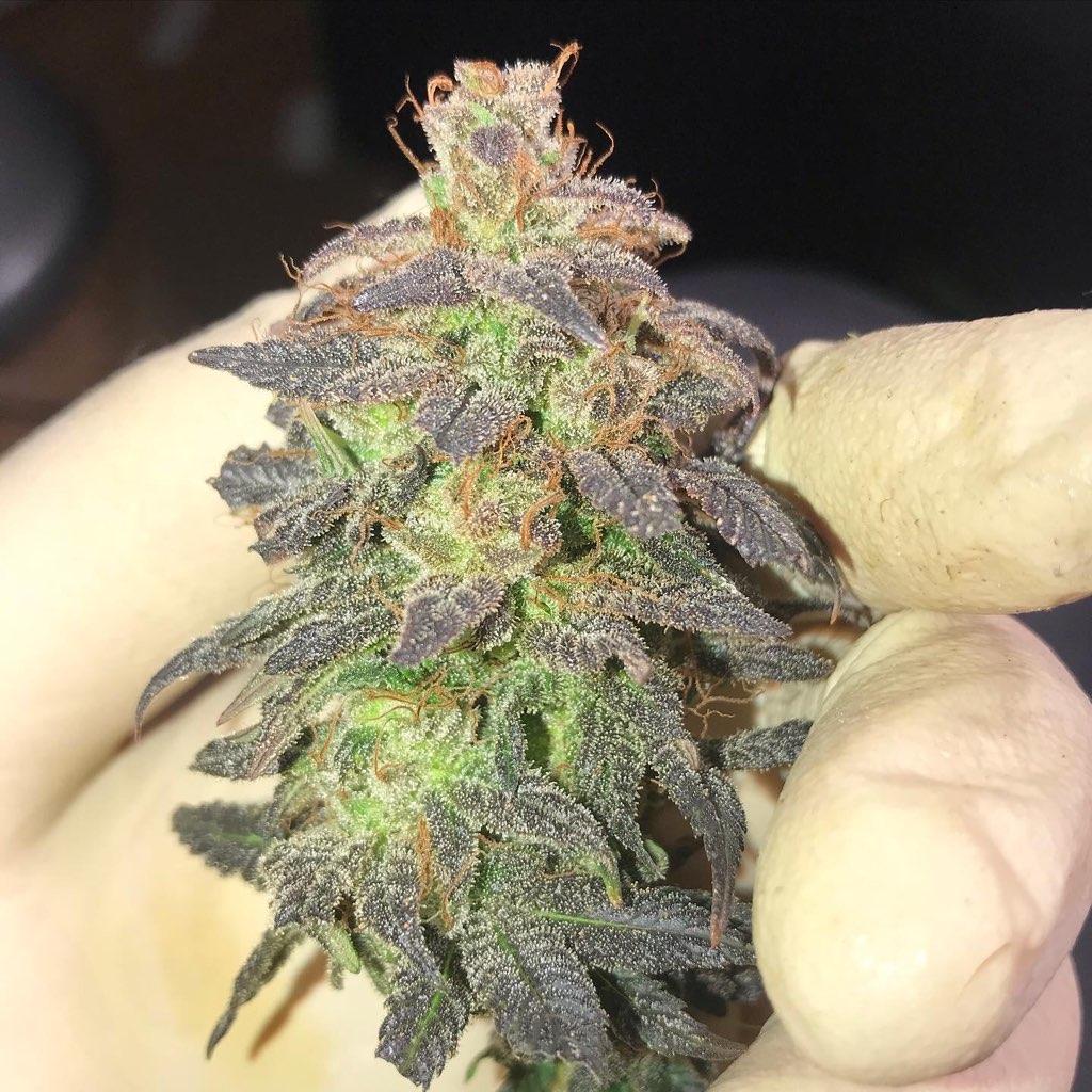 Orange Sunrise CBD Feminized Seeds
