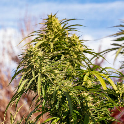 Sweet Wife CBD Feminized Seeds