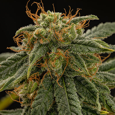 Superwoman S1 Hemp Feminized Seeds