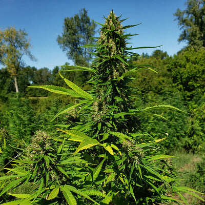 The Don Hemp Feminized Seeds