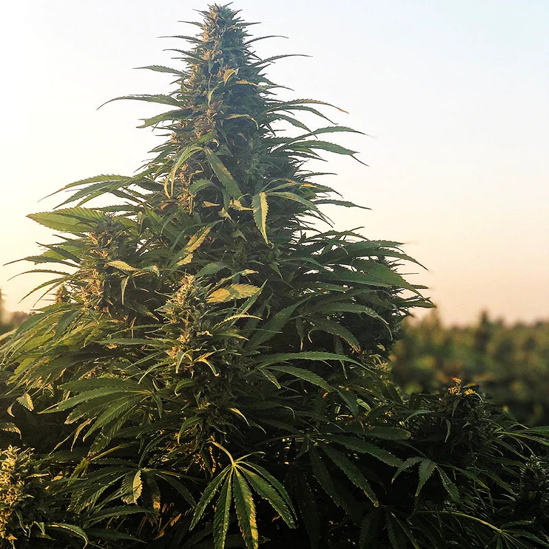 The Don Hemp Feminized Seeds