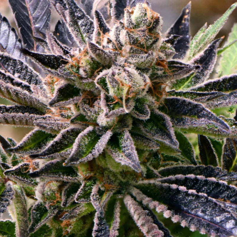 Ultralicious Feminized Cannabis Seeds