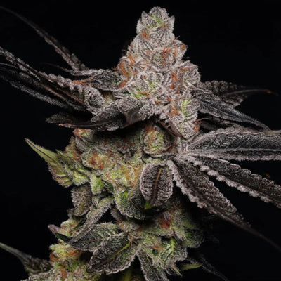 Wonka's Vineyard Feminized Cannabis Seeds