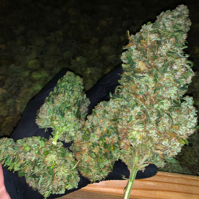 Red Robin Hemp Feminized Seeds
