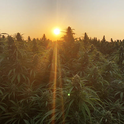 Red Robin Hemp Feminized Seeds